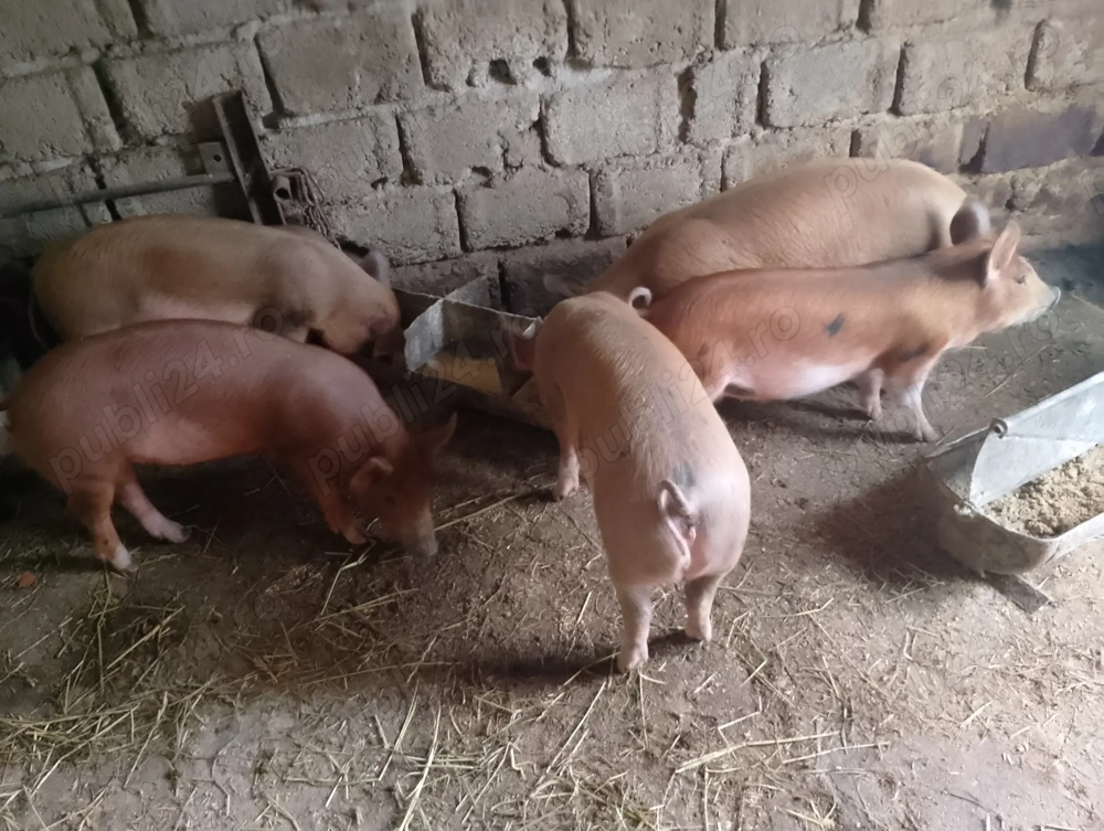 Vând purcei 3 masculi și 2femele