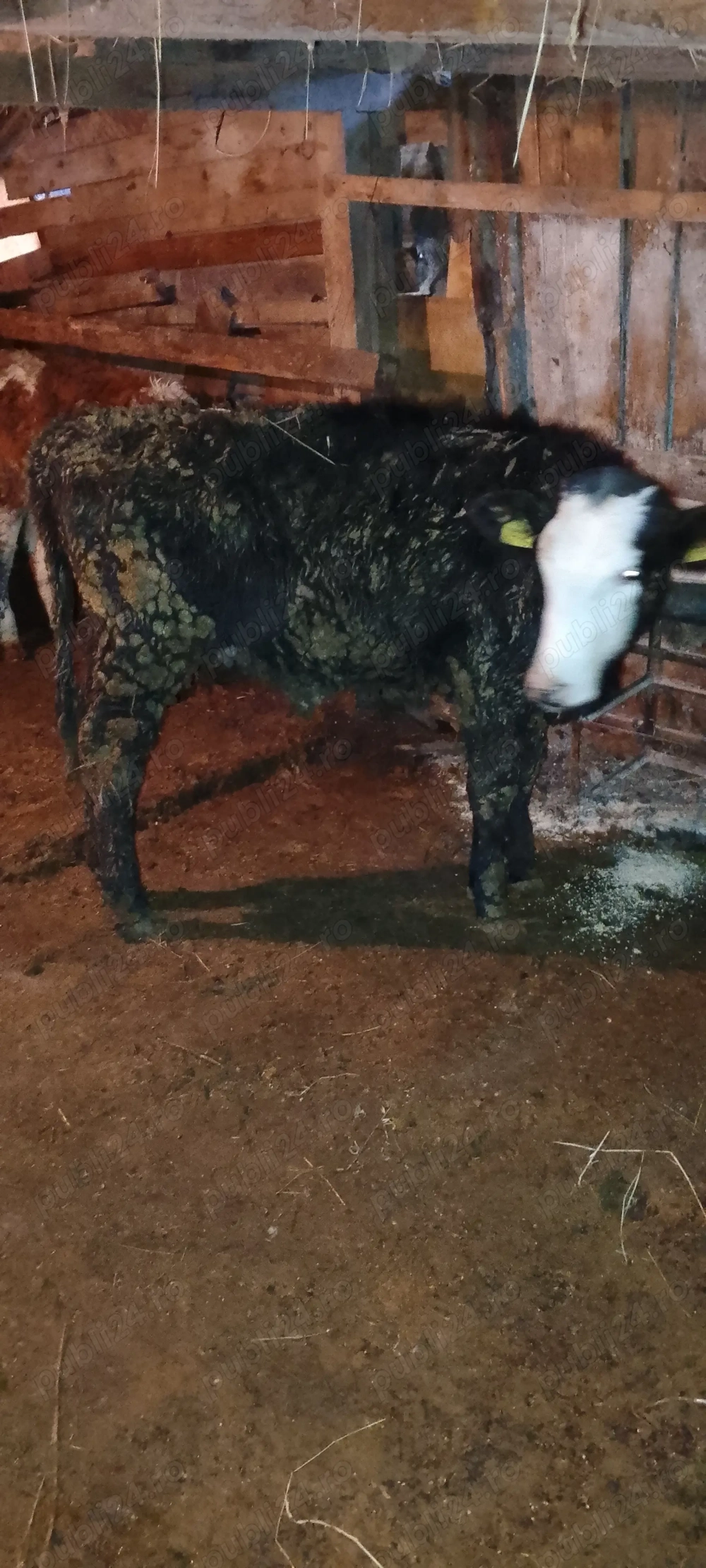 De vânzare  șapte vitei.