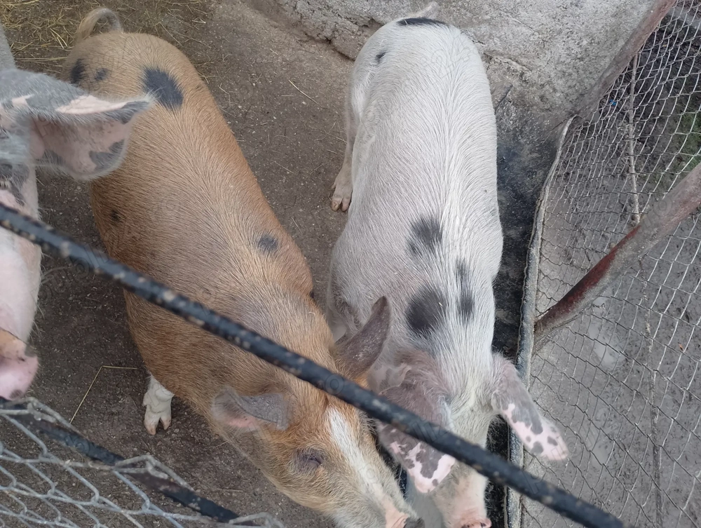 Vând 2 grăsuni rasa pietran