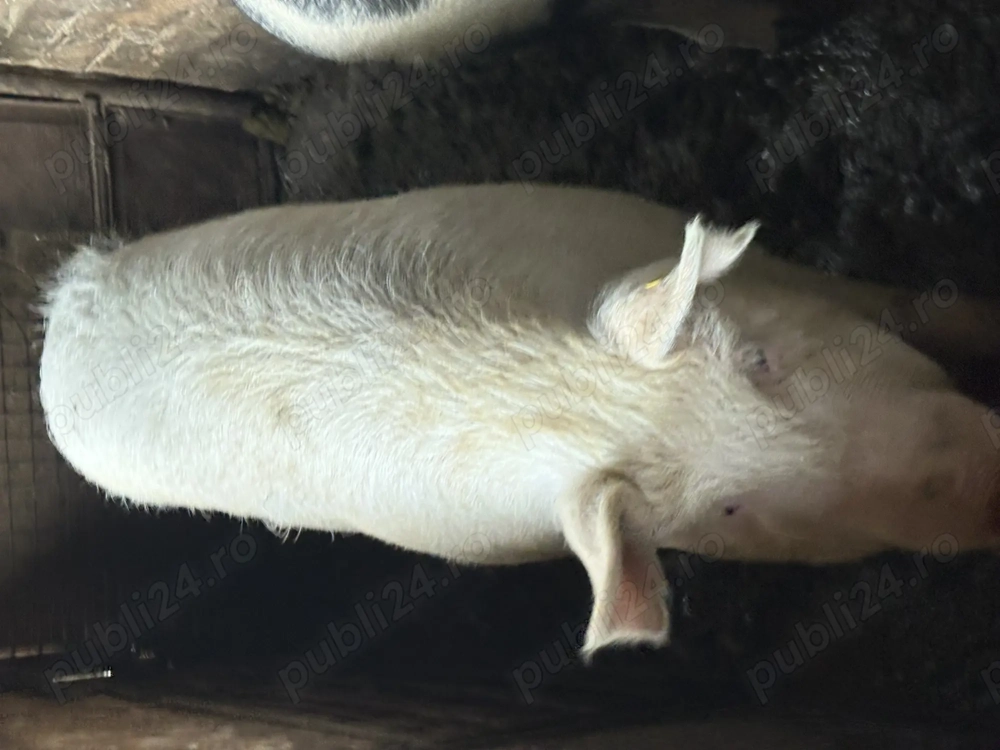 Vând porc crescut la țară 