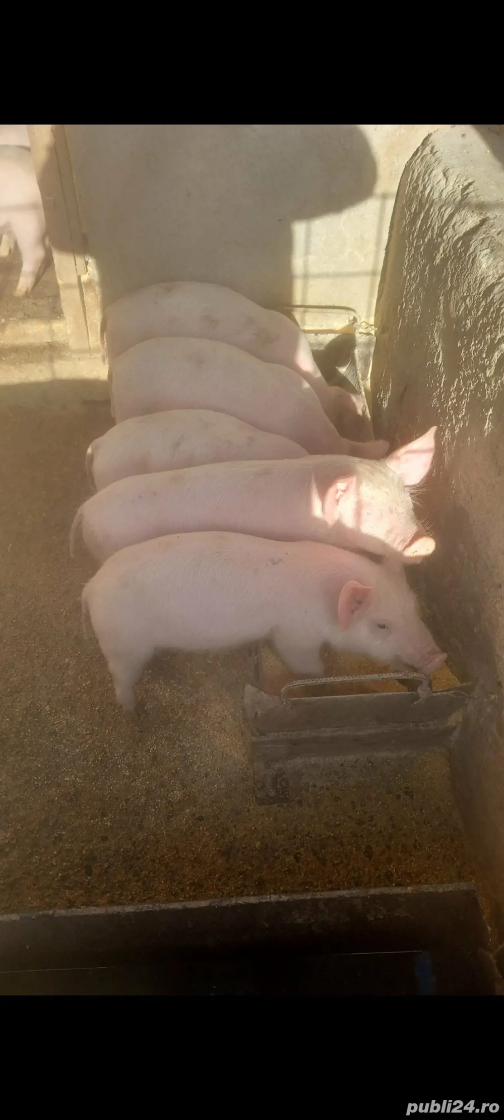 Purcei de vânzare vaccinați și deparazitati