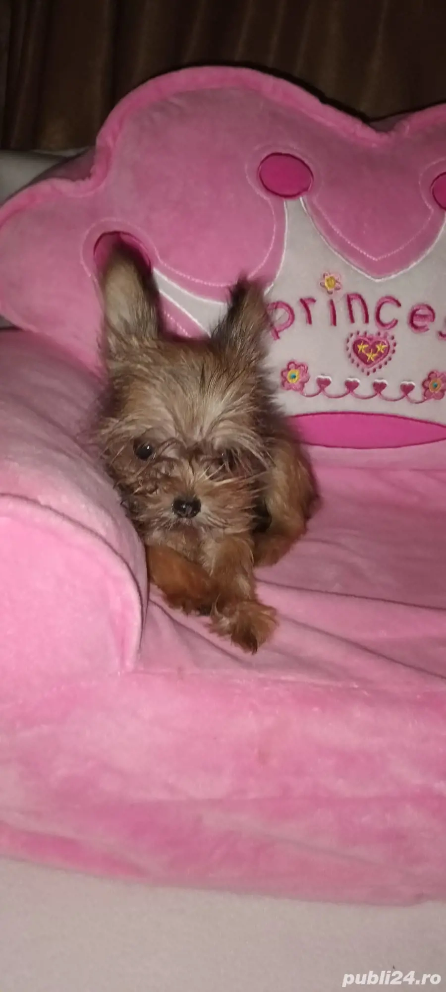 yorkshire terrier fetita 