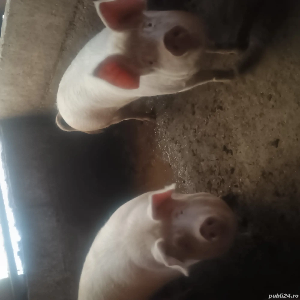 Vând  2 porci Crăciun 