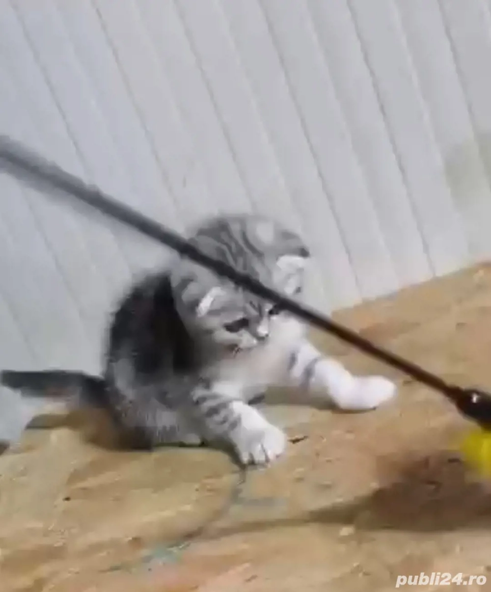 scottish fold chinchilla 