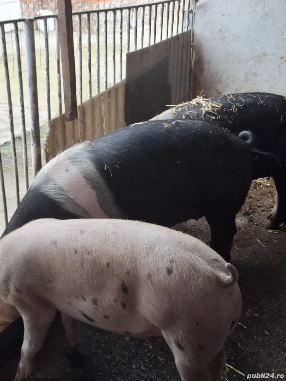 Porcii de vanzare!