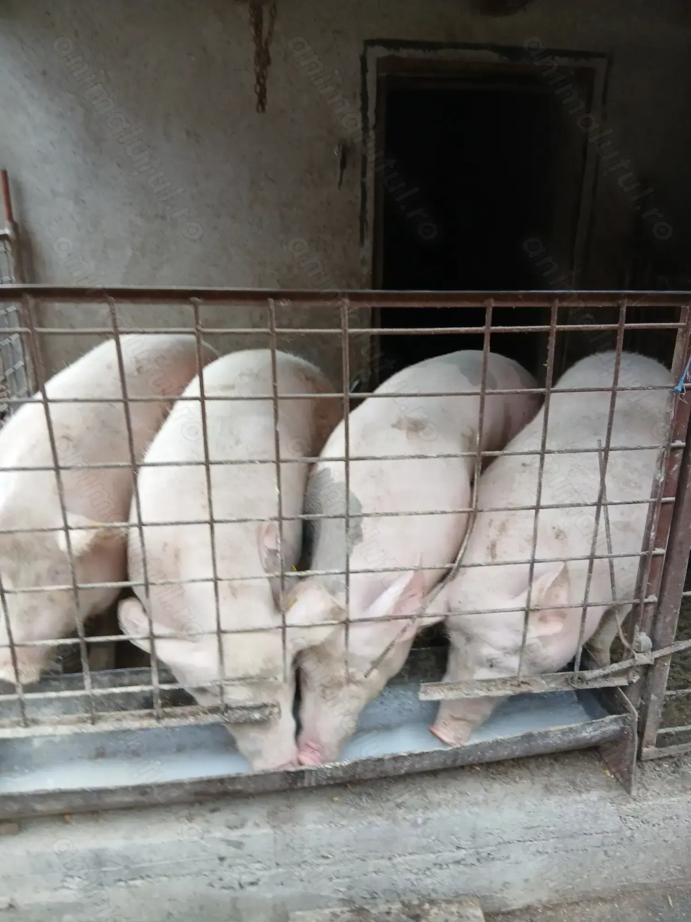 Vând porci de carne  marele alb