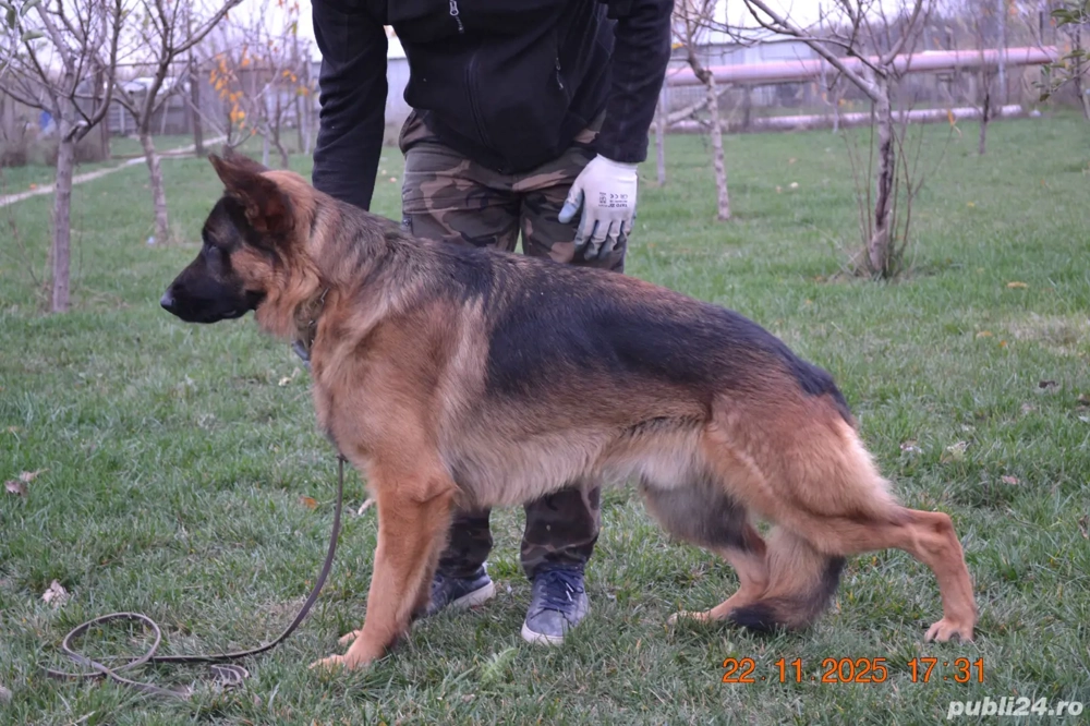 mascul ciobanesc german