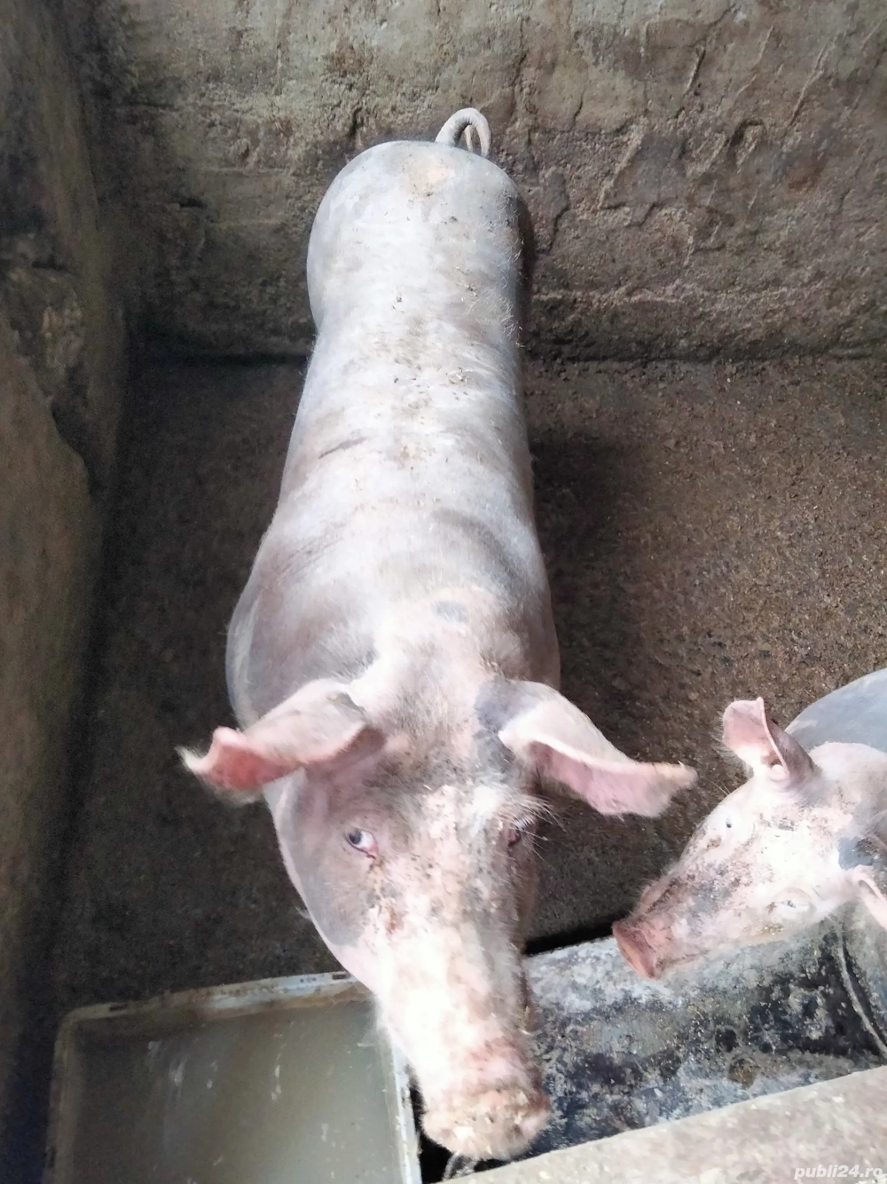 vind porci crescuți în gospodărie 