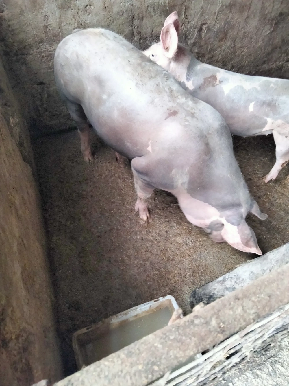 vind porci de carne.