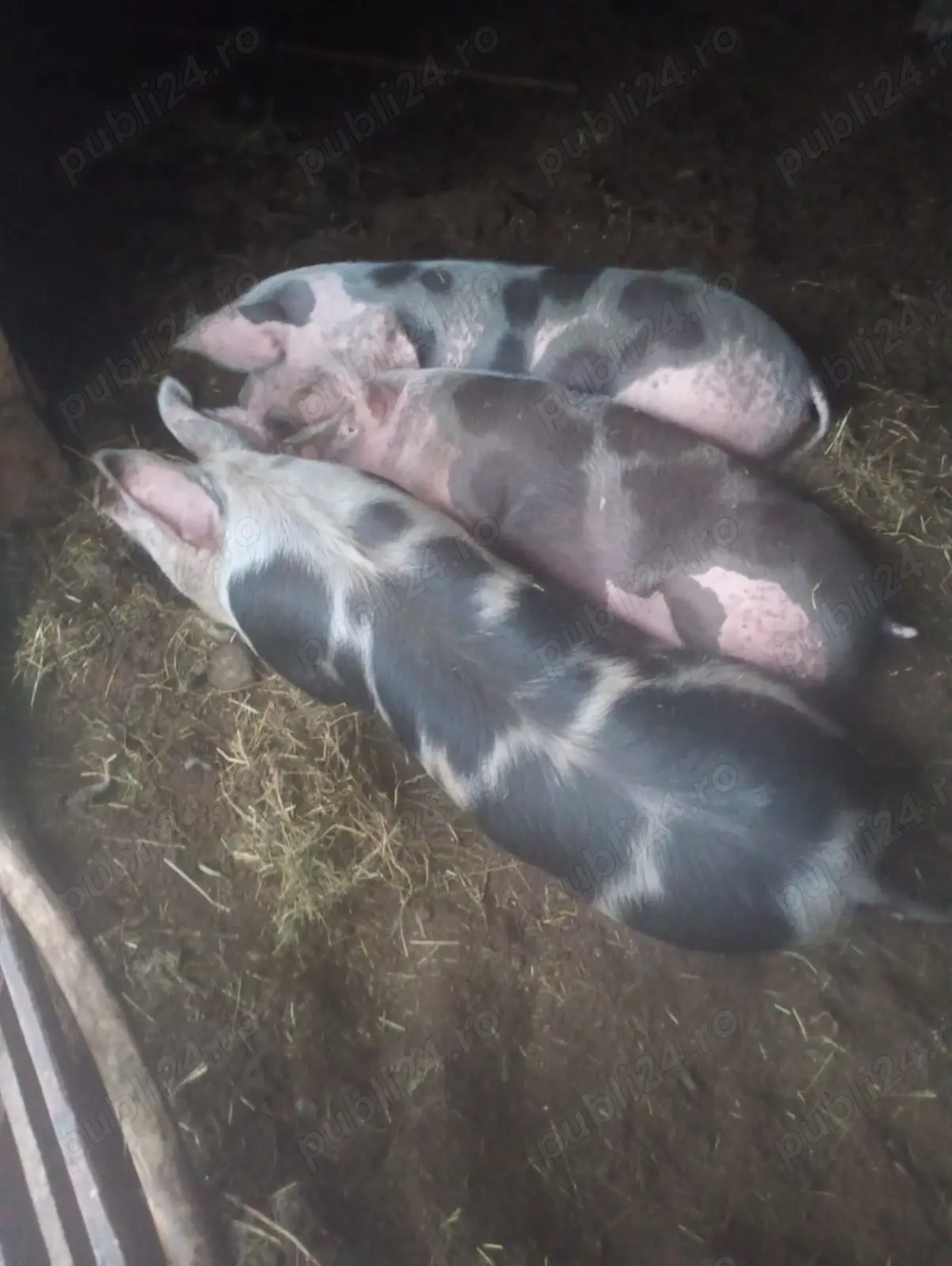 Vând porci de tăiat 