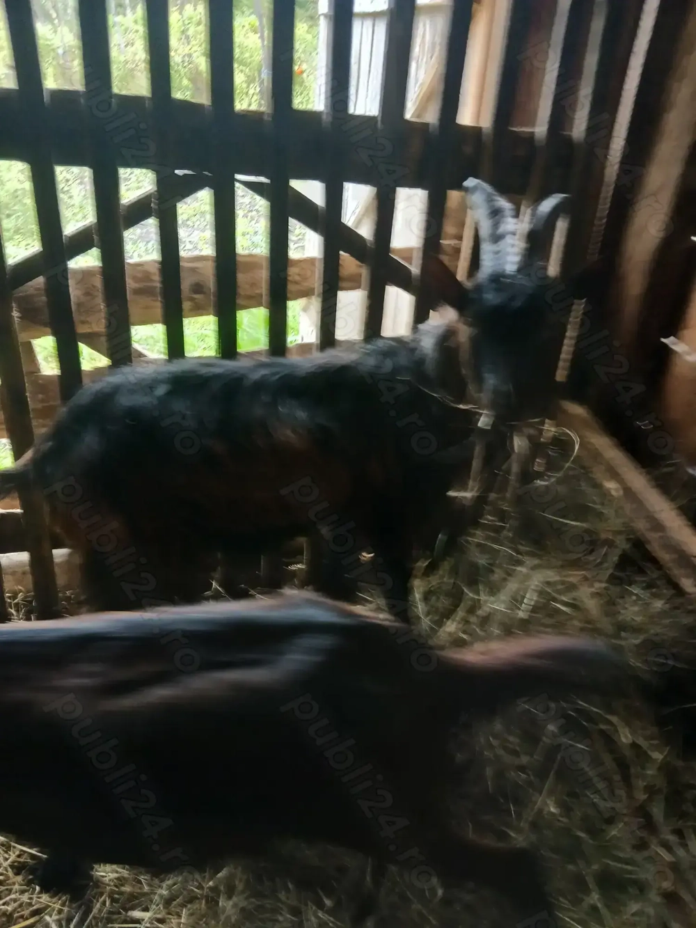 Vând sau schimb țap