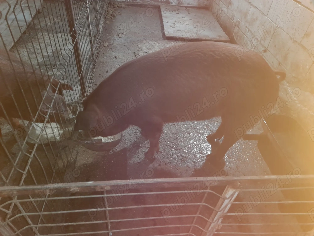 Porc Duroc de vanzare