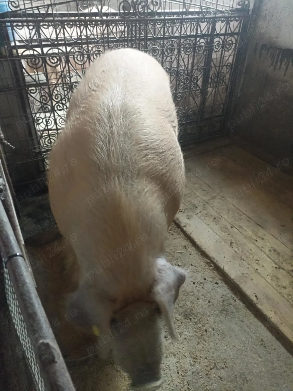 Porci rasa duroc250-300kg. 