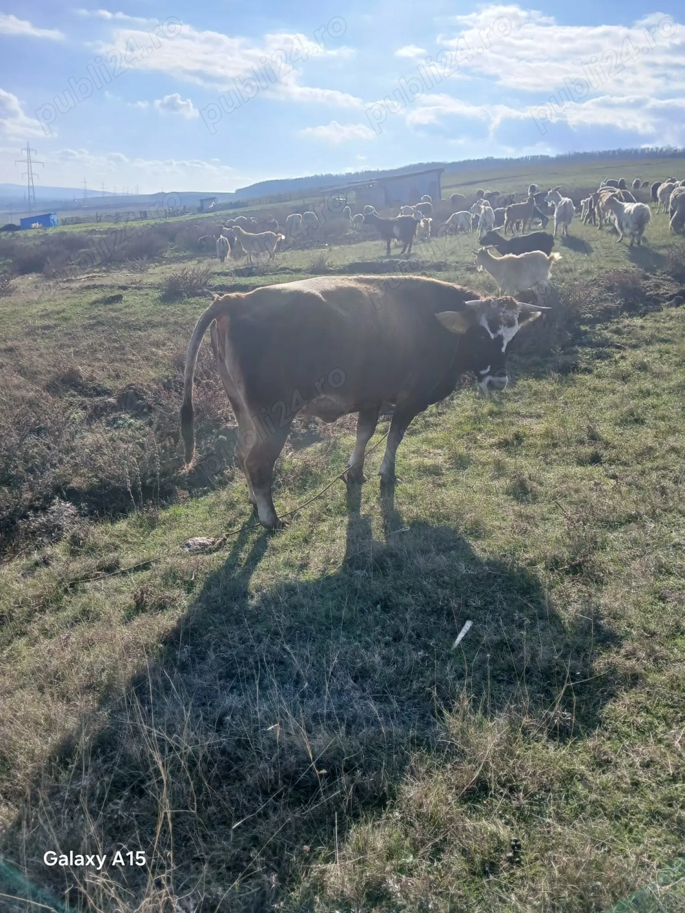 Vand urgent vaca tanara a dua fatare fata in februarie monta albastru belgian