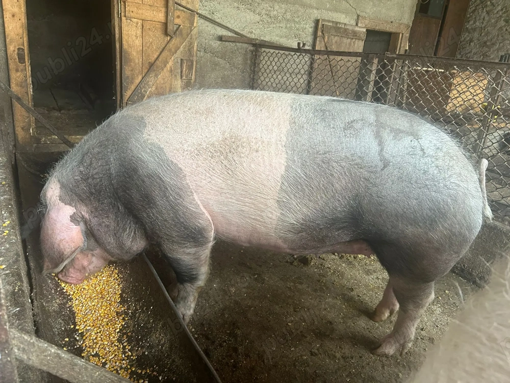 Vând scroafă de aproximativ 170