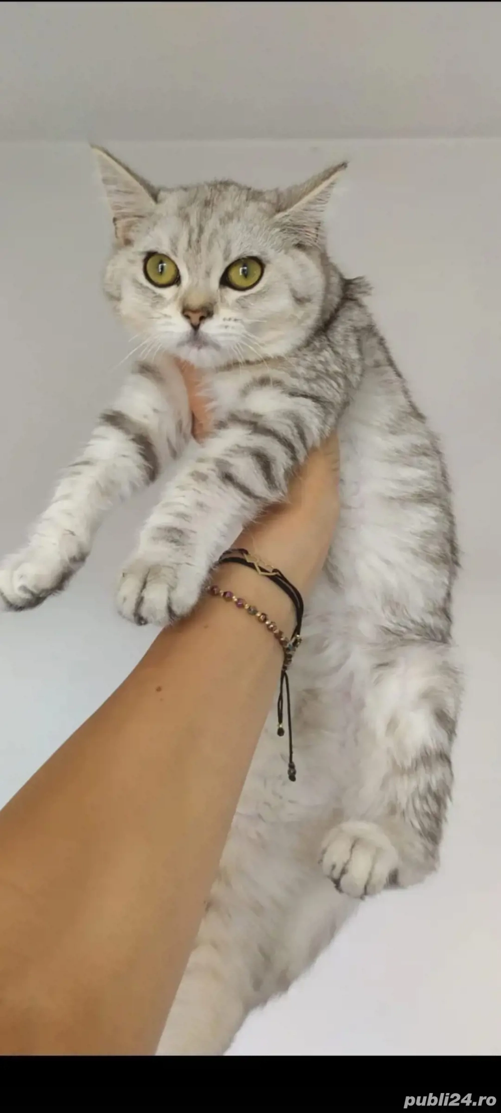 British sorthair silver Taby 