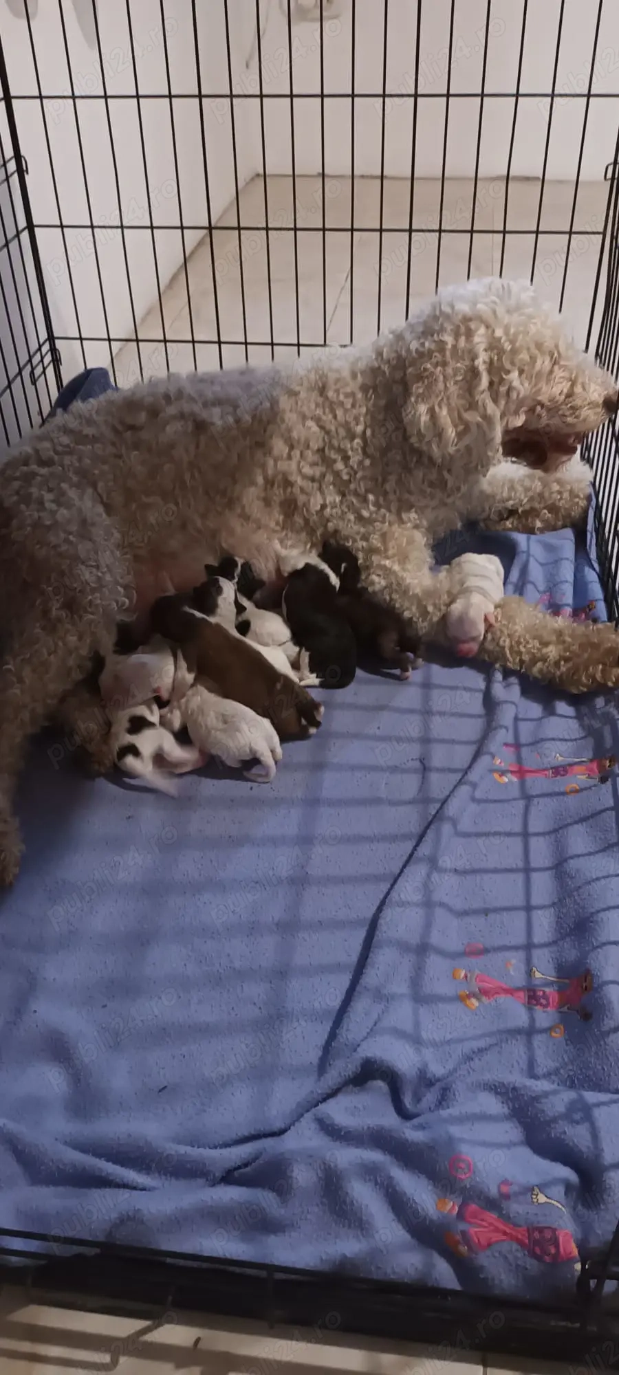 vand pui lagotto romagnolo