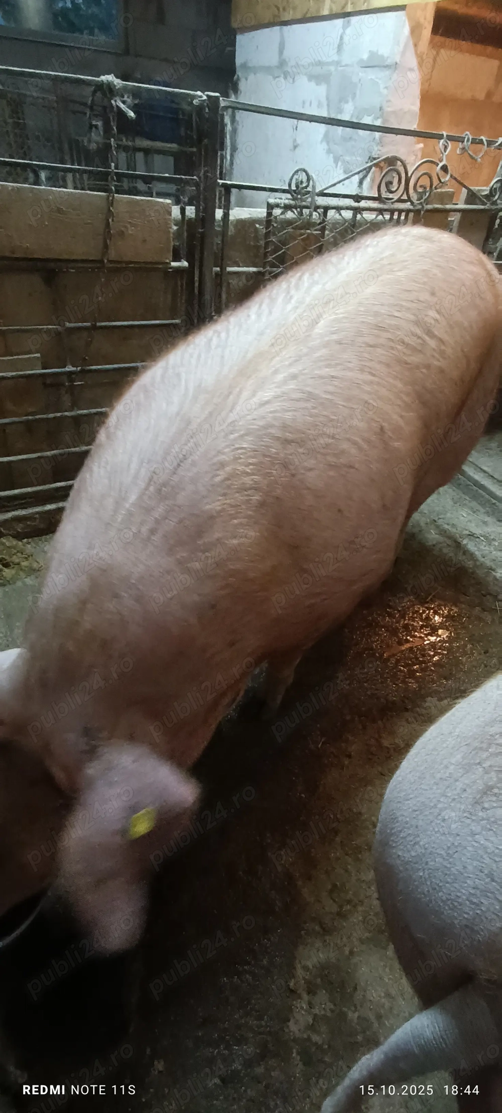 Porci duroc greutate 250-300kg