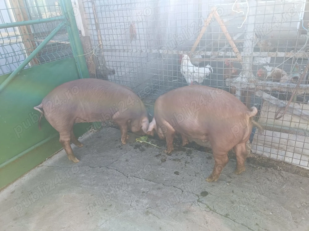 Vand 2purcei -în com Tomsani Ph-aprox 80 kg buc