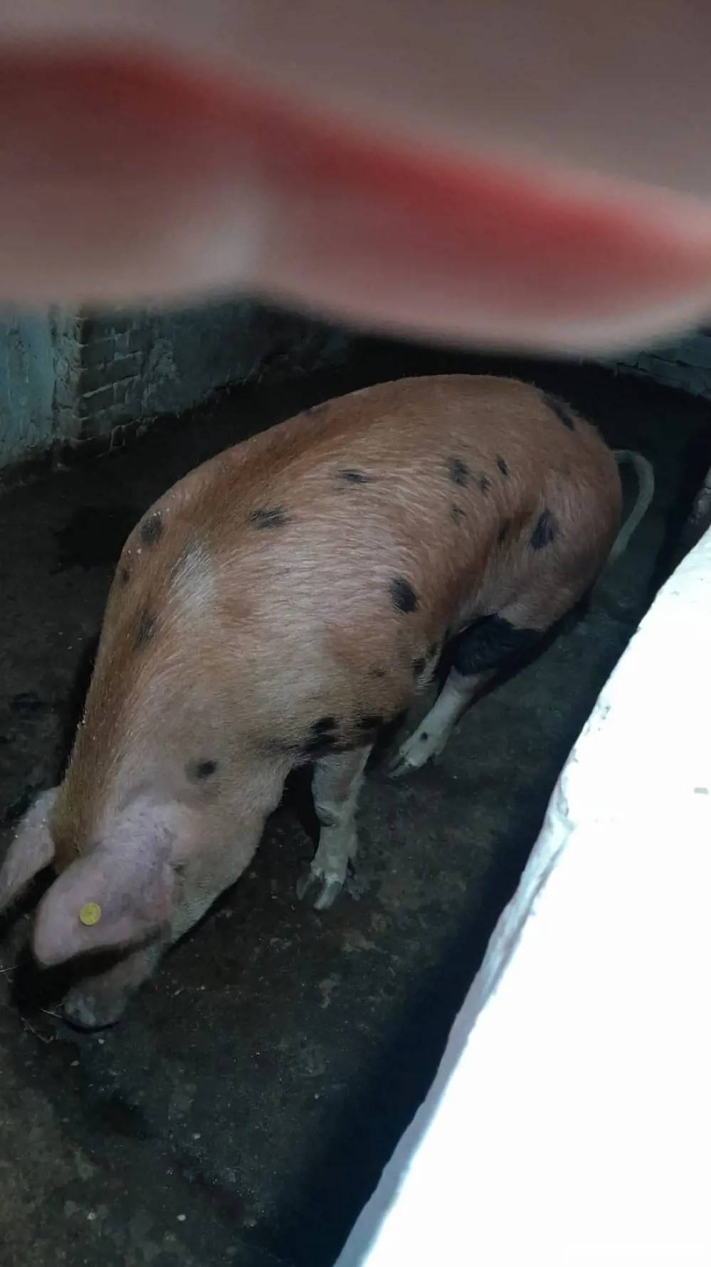 grasuna duroc de vanzare 