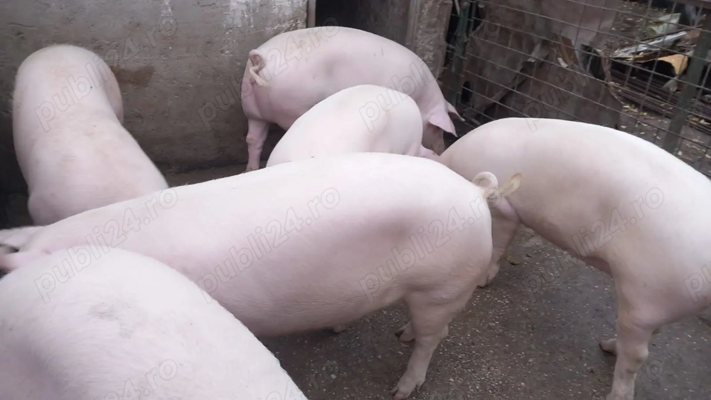 Porci de vânzare pentru Crăciun   crescuți natural, disponibili la rezervare!