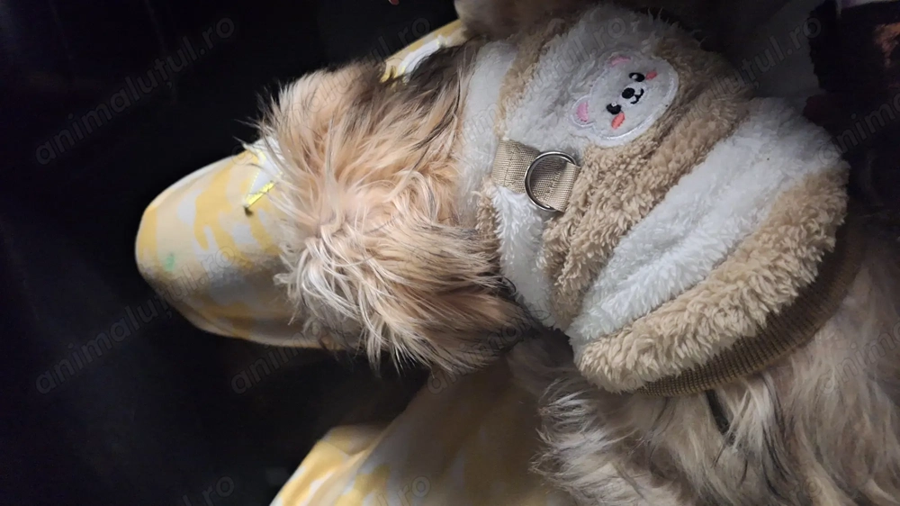 Mix de Bichon și Terrier