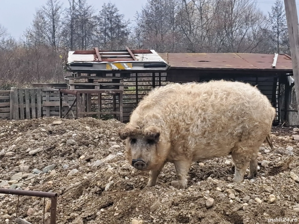 porc mangalita 130 kg