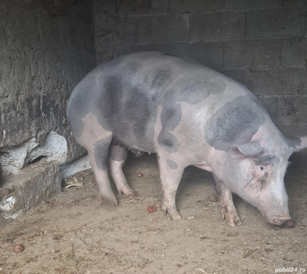 Disponibili 2 porci 