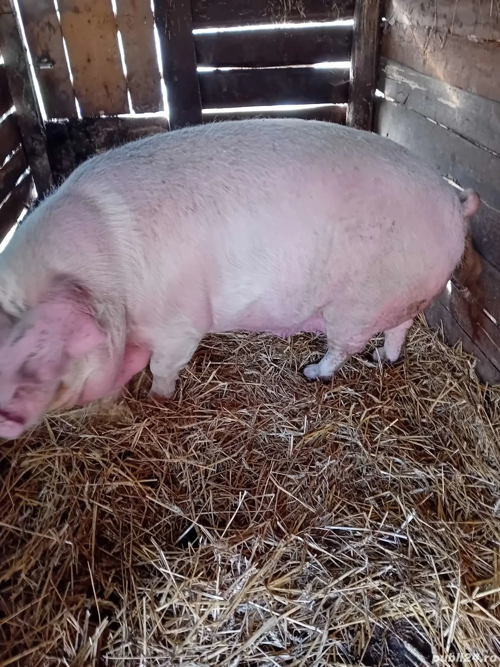 grasună de vânzare 15lei kg