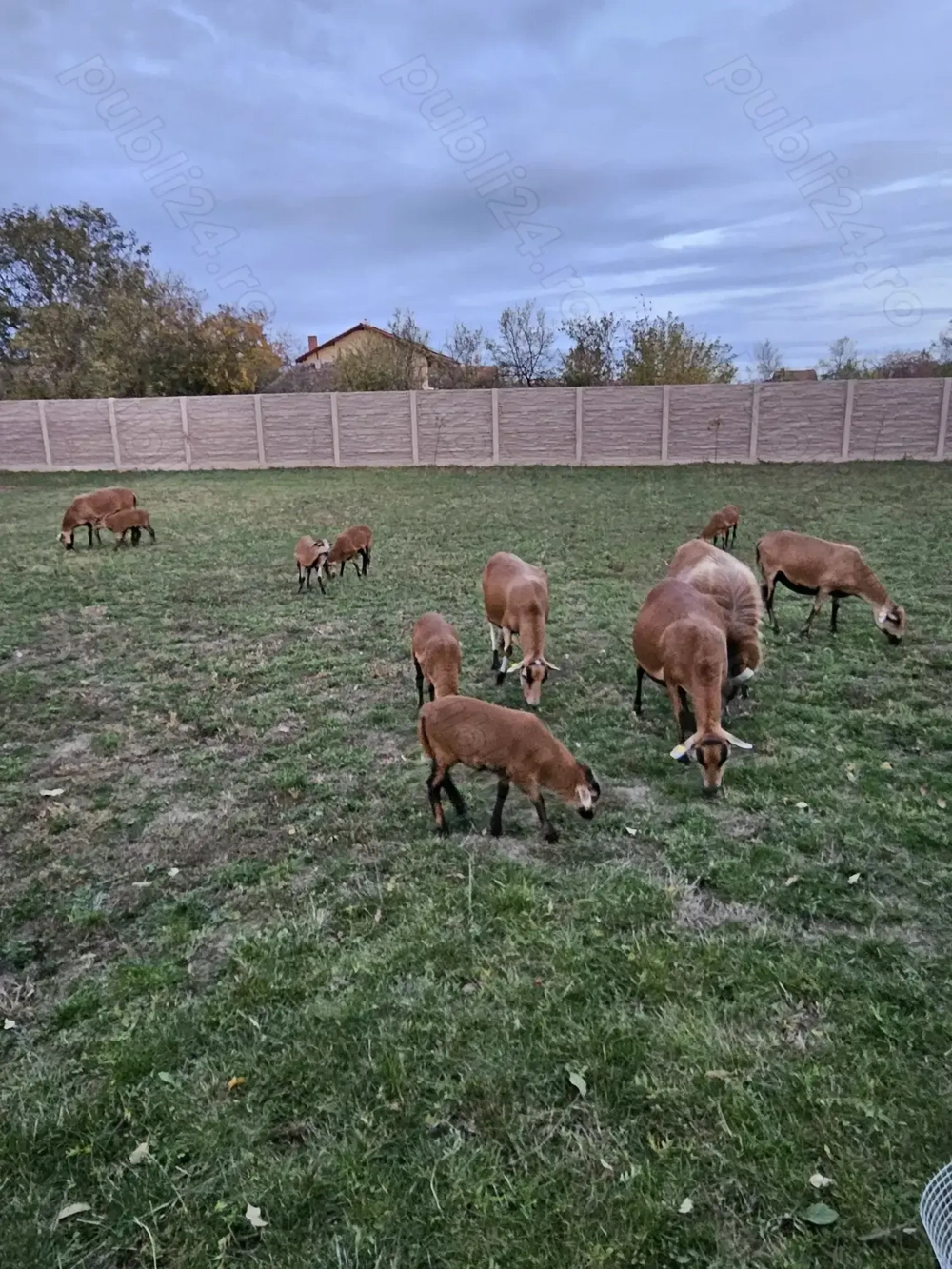 Oi de Camerun de vânzare. 