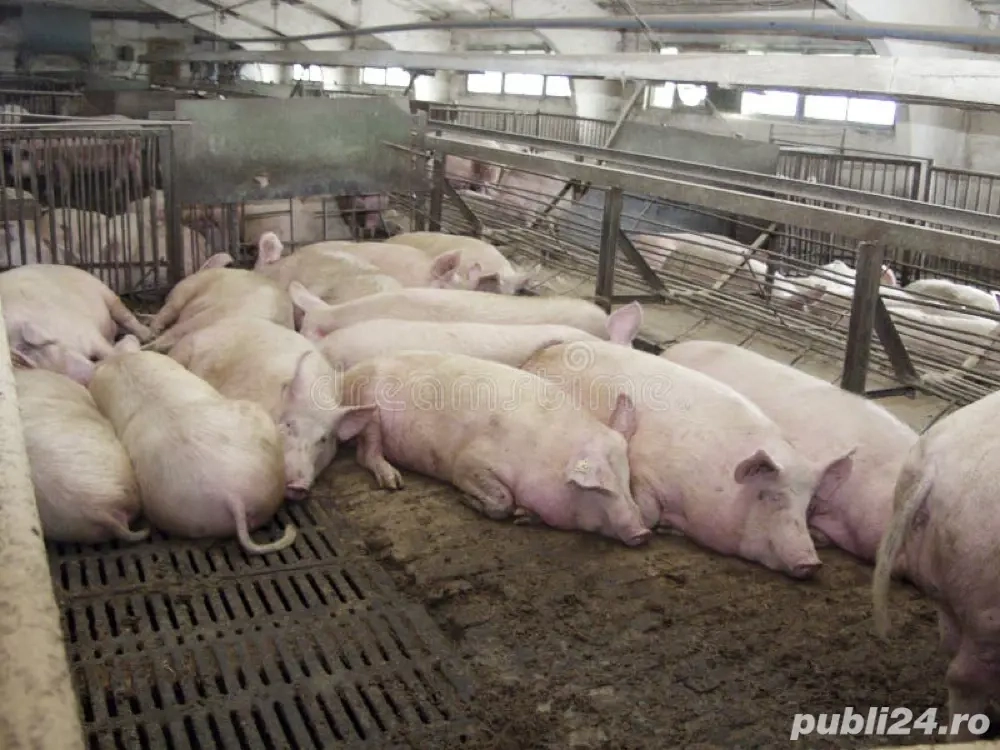 Porci de vanzare 