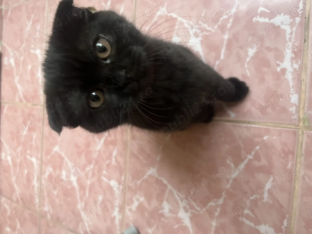 Se vinde pisicuta Scottish Fold!