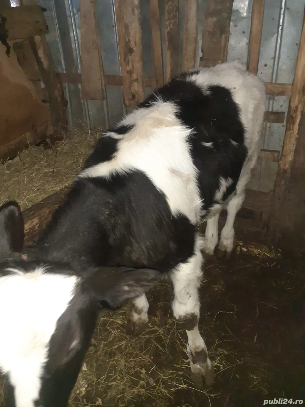 Vând carcasă de vițel