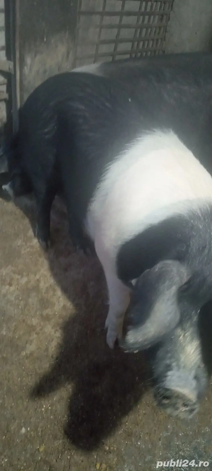 Porci de casa bazna aprox150 kg