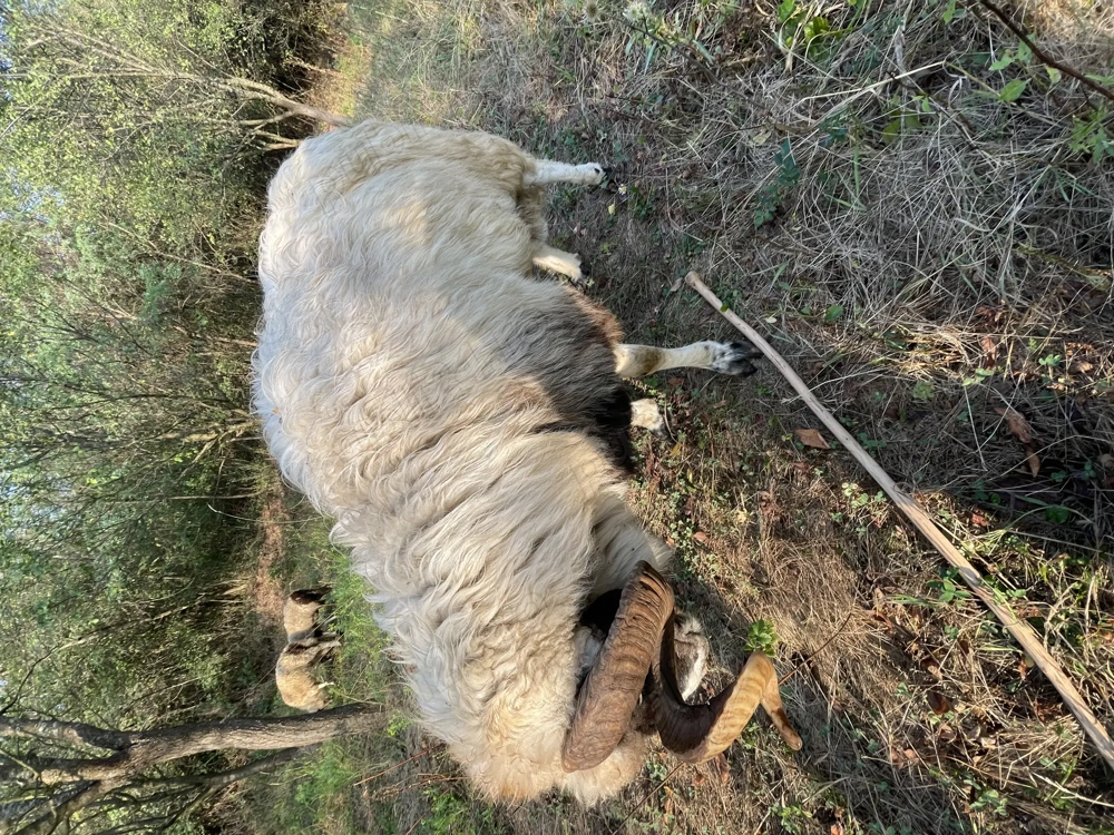 Vând berbec cu nasu alb
