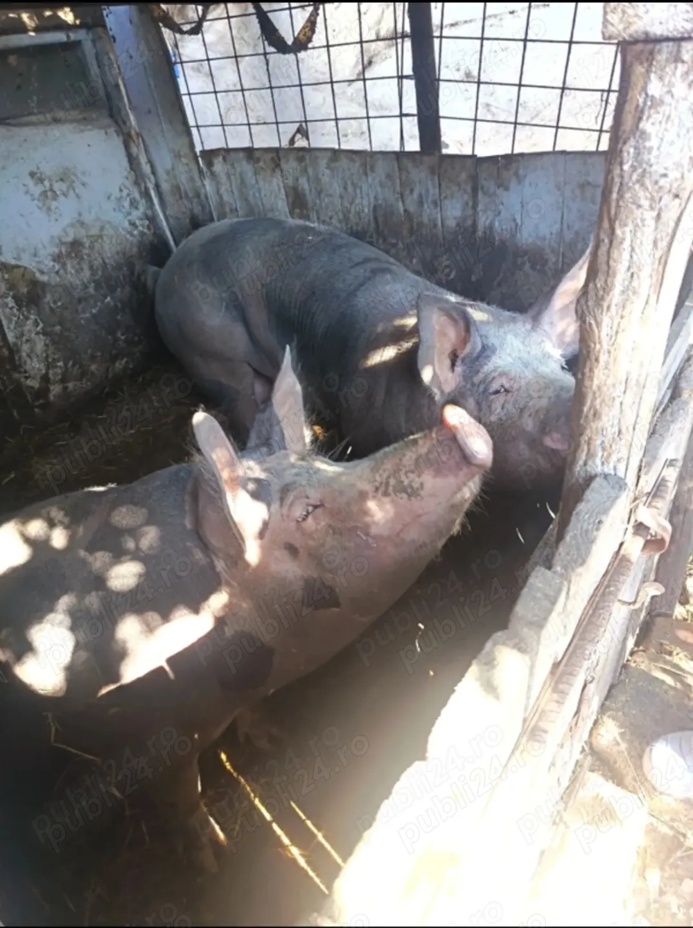 Porci de vanzare