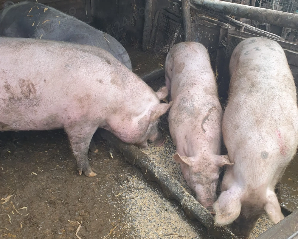 2 Porci de vanzare 