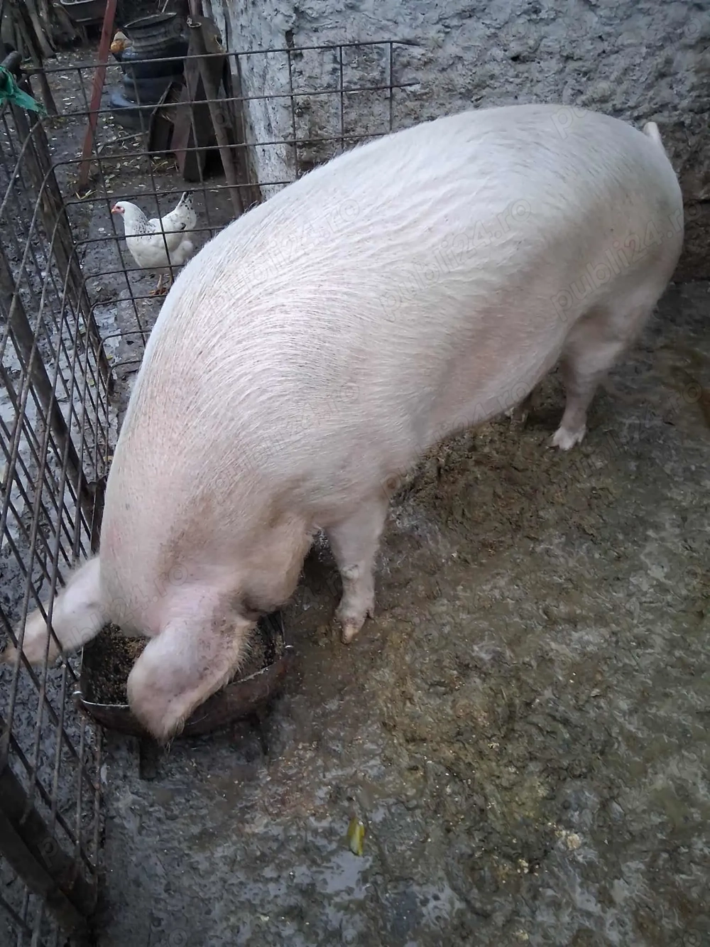 Vând porci de carne