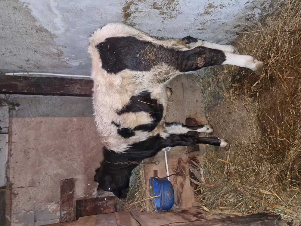 Două vițele de vanzare