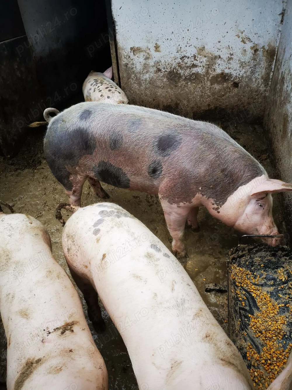 Ferma Ecologica - Porci carne(Pietrain belgian) de vanzare