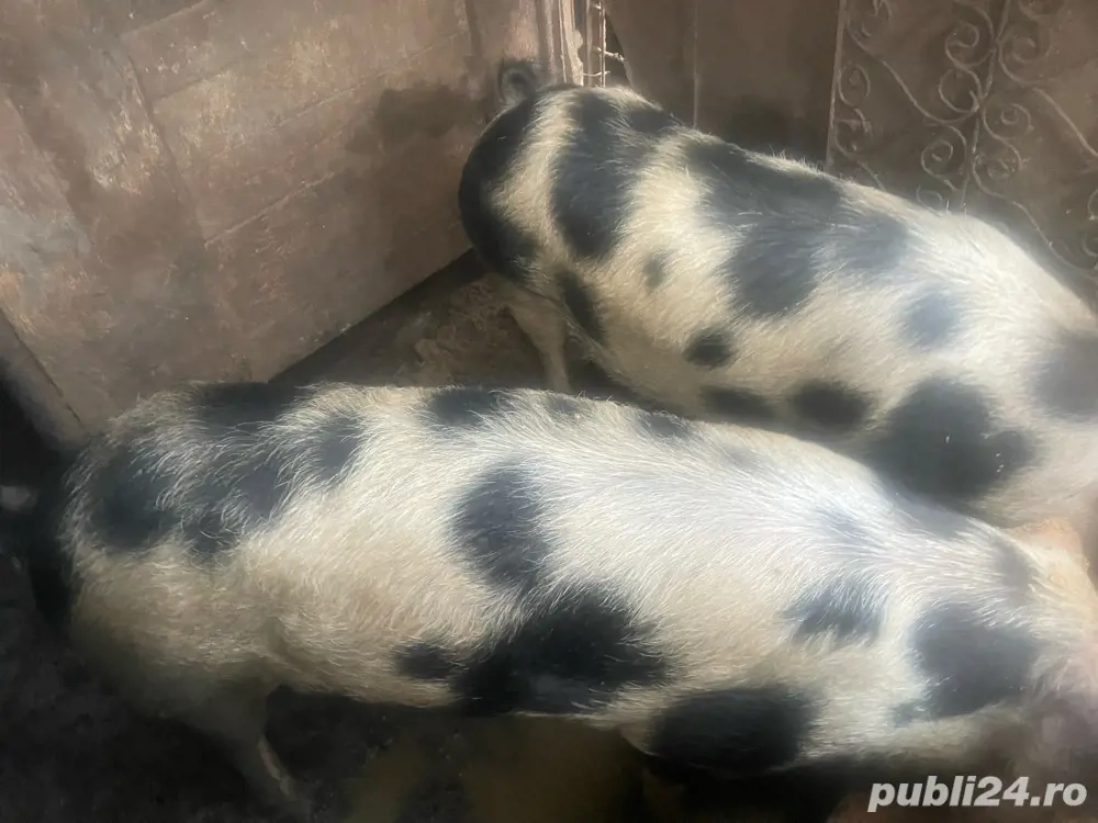 porci  pentru Craciun