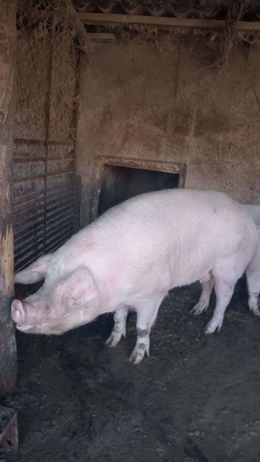 Vând porc de rasa de carne