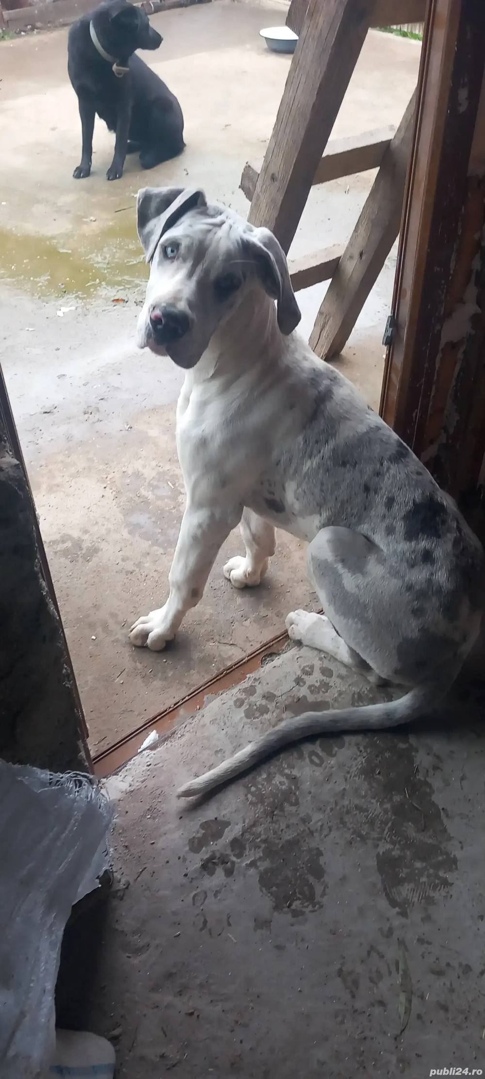 vand catelusa rasa dog german