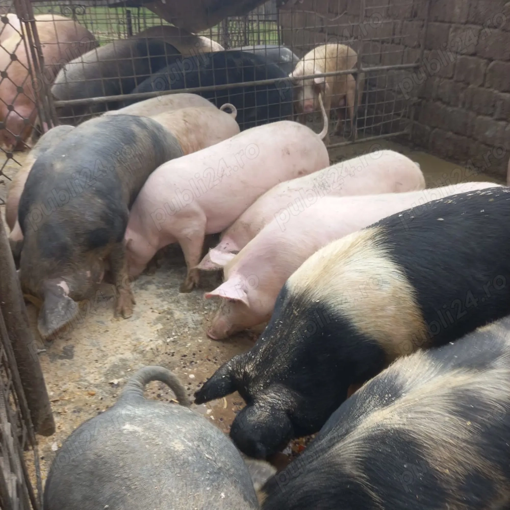 Porci rasa mixta și de carne Godini mistreti bazna metiși 15 ron