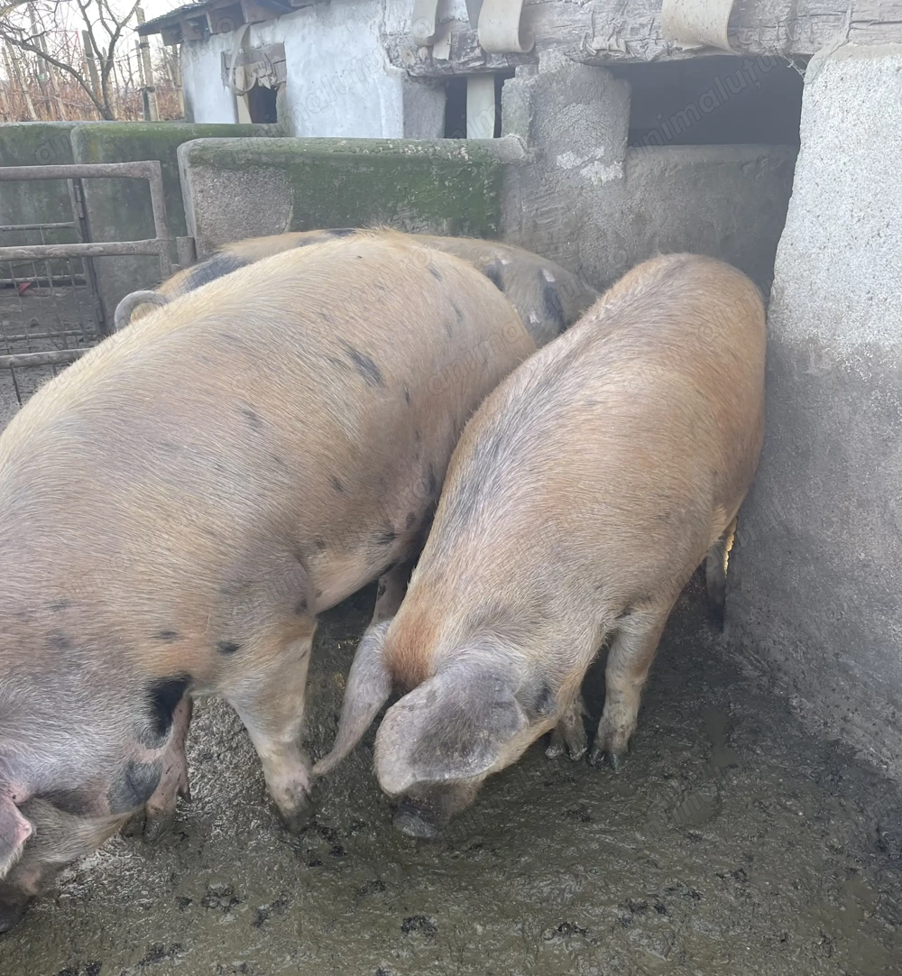  Vindem porci   14 lei kg!  Ardud  Porci sănătoși, bine îngrijiți.  Pentru mai multe informații 