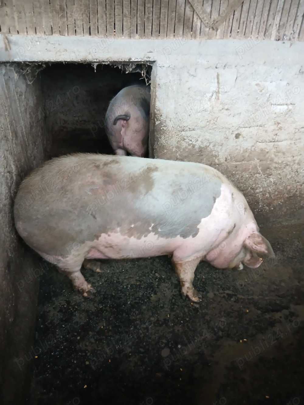 Porci de vanzare 15lei kg