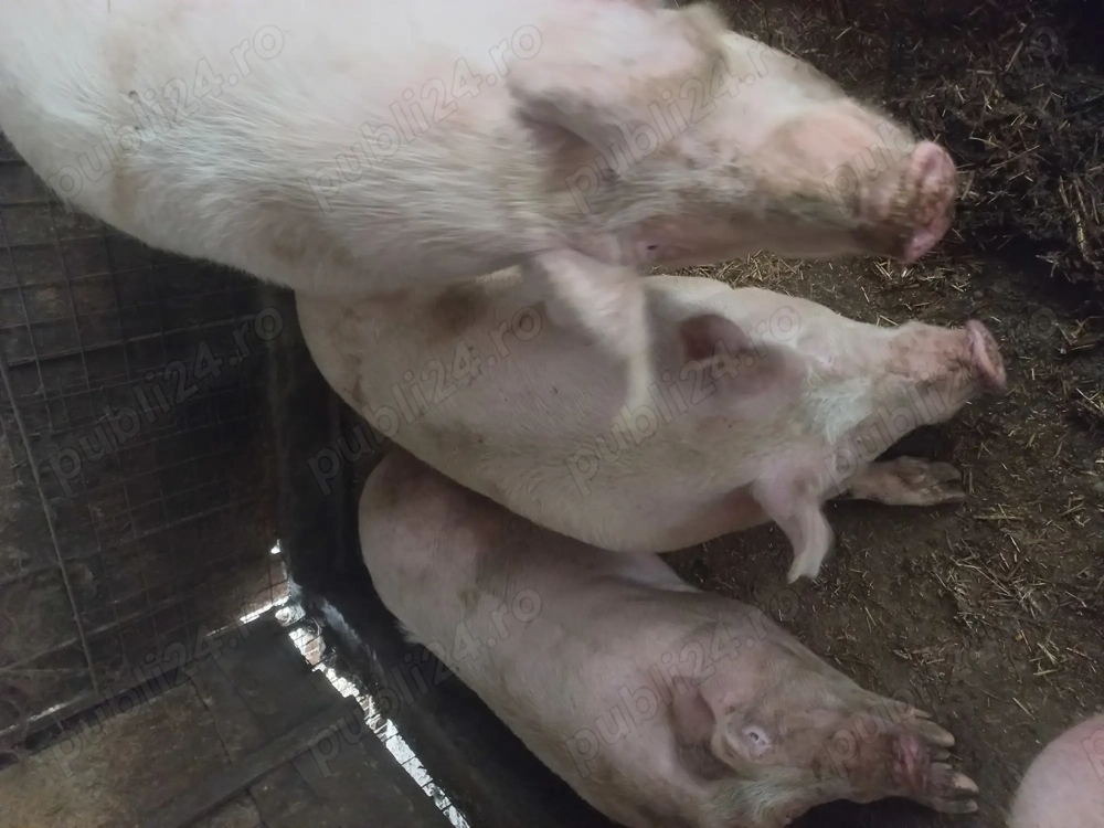 Vânzări porci crescuți in gospodărie 