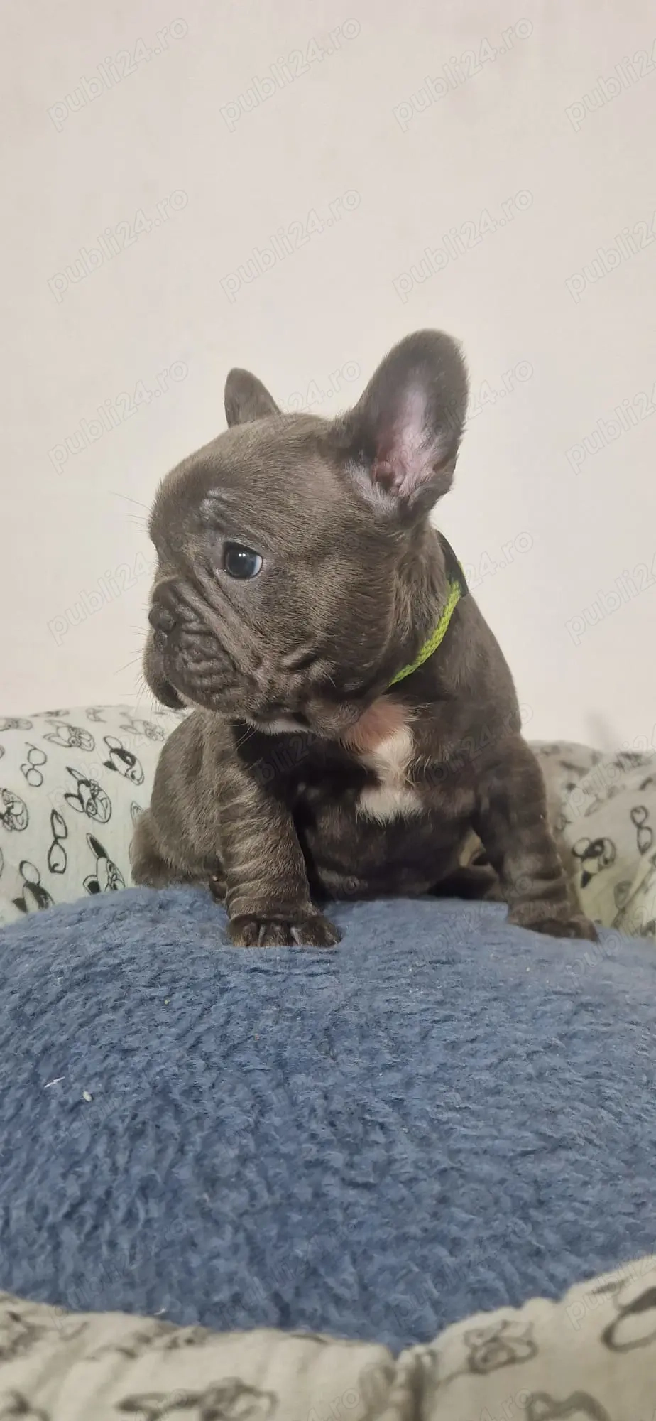 Baietel Bulldog Francez Blue