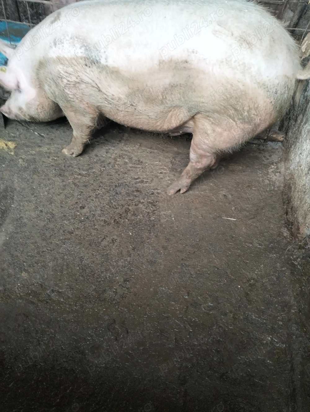 De vânzare porc landras cu marele alb.