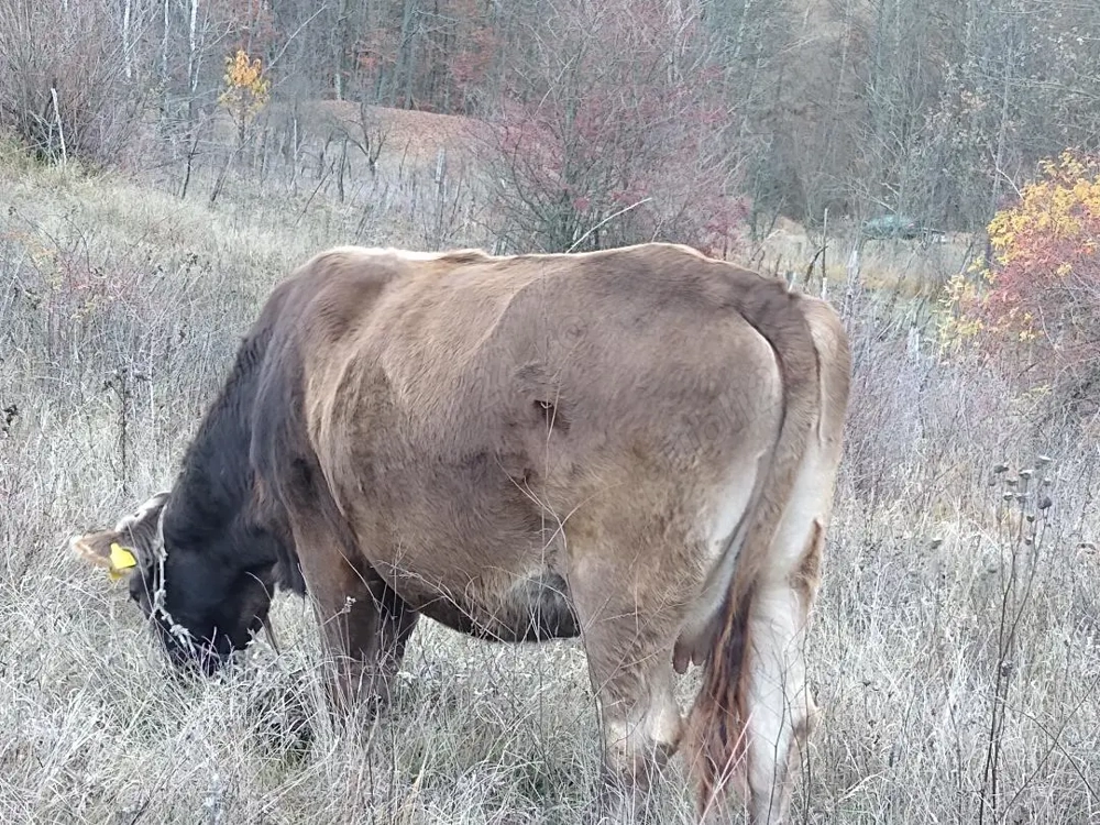 Vand vaca gestanta si in putere